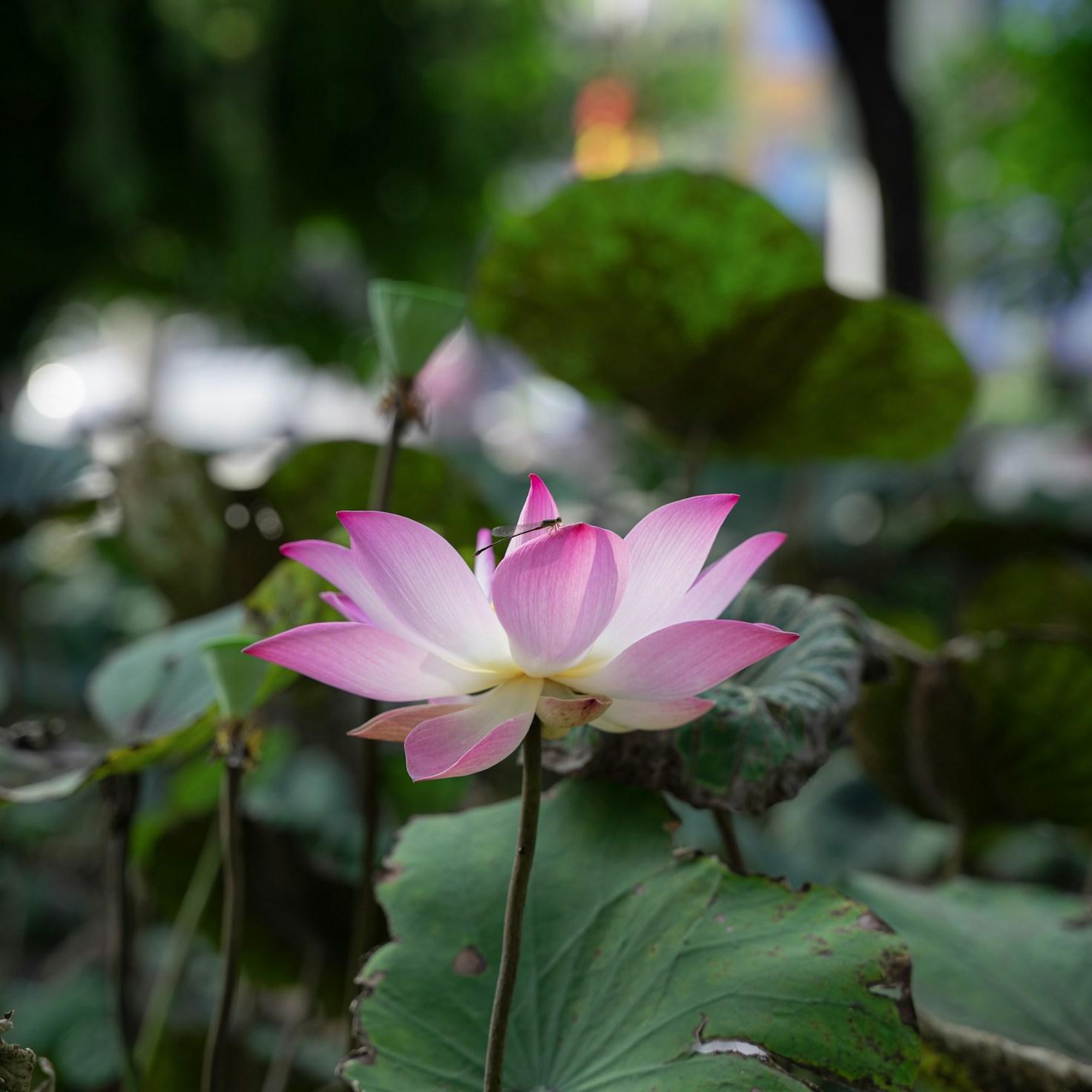 Meditation practice space with cushions arranged in a circle